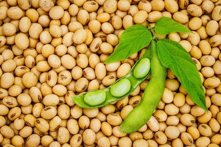 Soy-Bean Chain